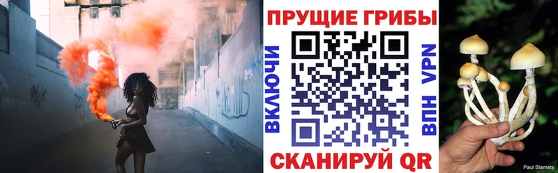 Купить закладки  Карачев  Псилоцибиновые грибы мицелий 